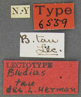 Image of Bledius tau Le Conte & J. L. 1877