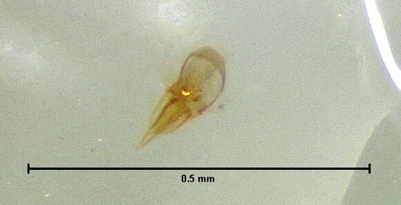 Thinobius brachypterus Le Conte & J. L. 1877的圖片