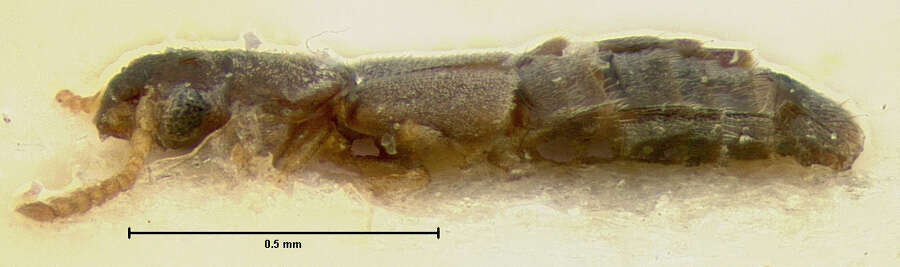 Image of Thinobius flavicornis Le Conte & J. L. 1877