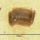 Image of Thinobius fimbriatus Le Conte & J. L. 1877