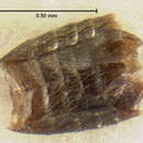 Image de Homia (Nearcthomia) gigantula (Le Conte & J. L. 1877)