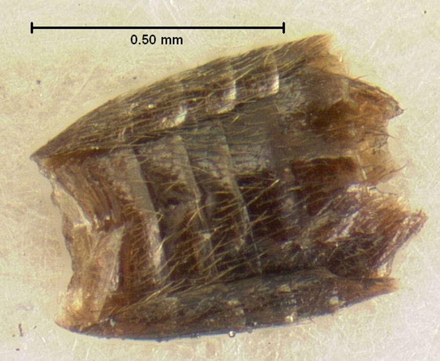 Image of Homia (Nearcthomia) gigantula (Le Conte & J. L. 1877)