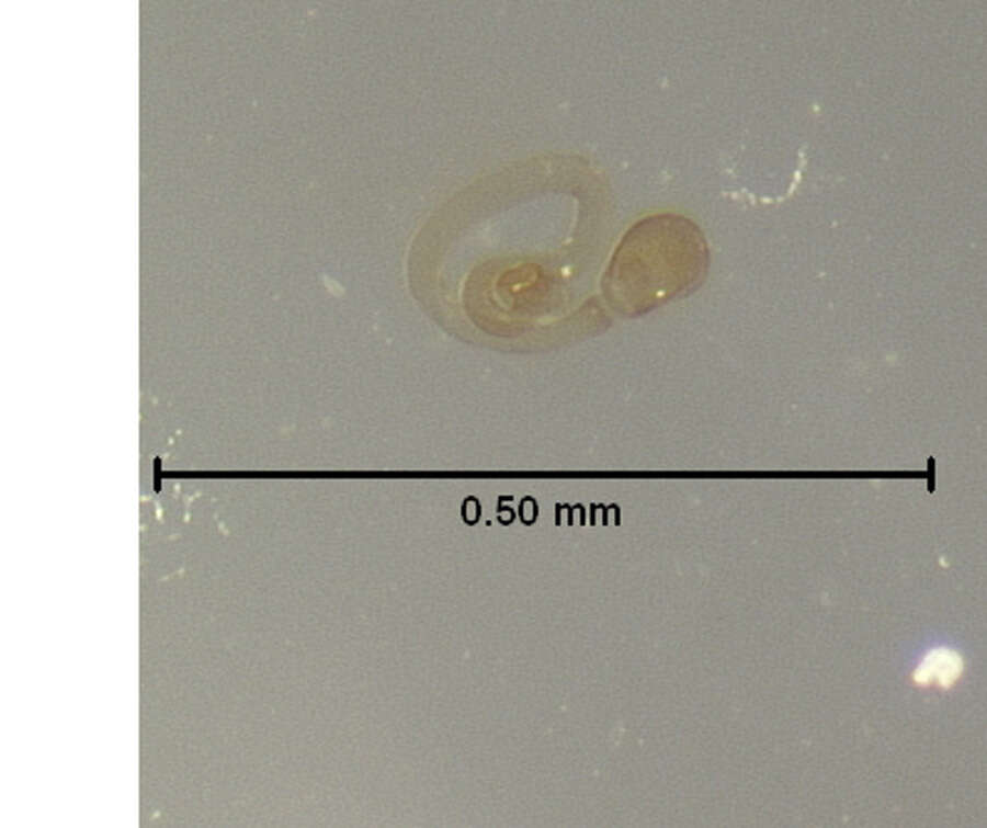 Image of Homia (Nearcthomia) gigantula (Le Conte & J. L. 1877)