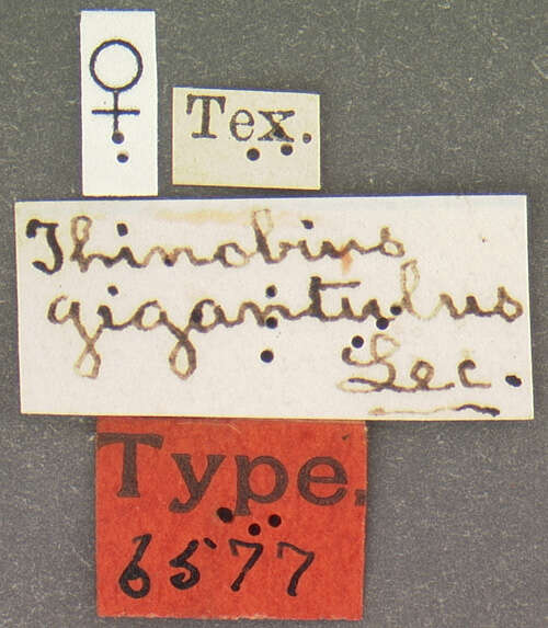 Image of Homia (Nearcthomia) gigantula (Le Conte & J. L. 1877)