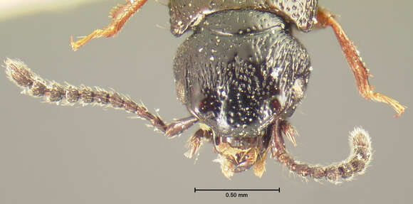 صورة Anotylus niger (Le Conte & J. L. 1877)