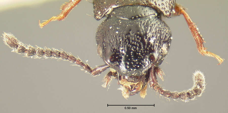 Image of Anotylus niger (Le Conte & J. L. 1877)