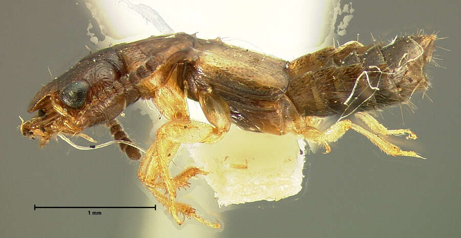 Image of Oxytelus convergens Le Conte & J. L. 1877