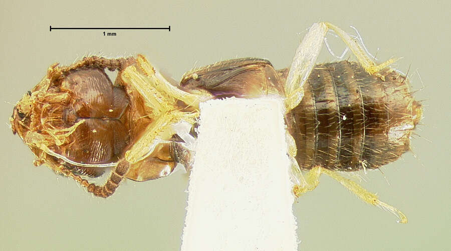 Image of Oxytelus convergens Le Conte & J. L. 1877