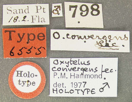 Image of Oxytelus convergens Le Conte & J. L. 1877