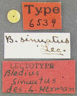 Image of Bledius sinuatus Le Conte & J. L. 1877