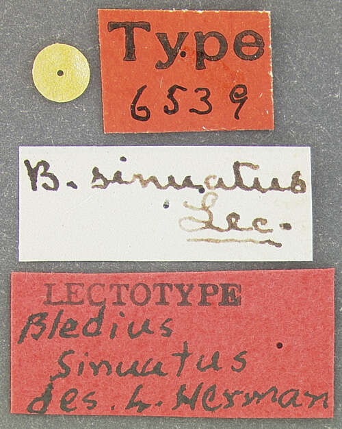 Image of Bledius sinuatus Le Conte & J. L. 1877