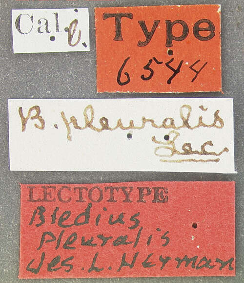 Image of Bledius suturalis Le Conte & J. L. 1863
