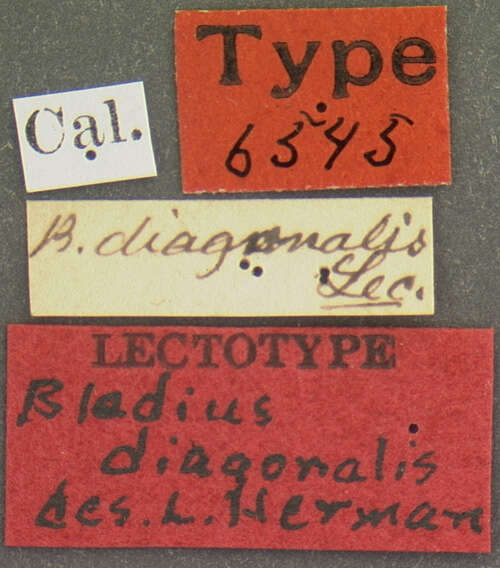 Image of Bledius diagonalis Le Conte & J. L. 1863