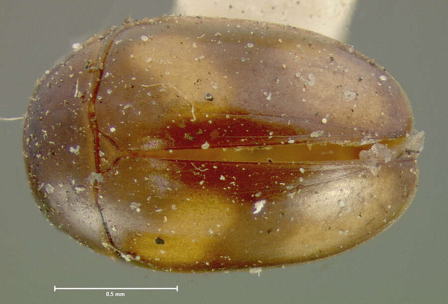 Image of shining flower beetles