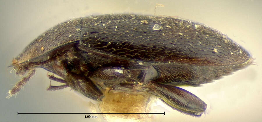 Image of Clypastraea lugubris (Le Conte 1852)