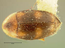 Image of Clypastraea amabilis (Le Conte 1852)