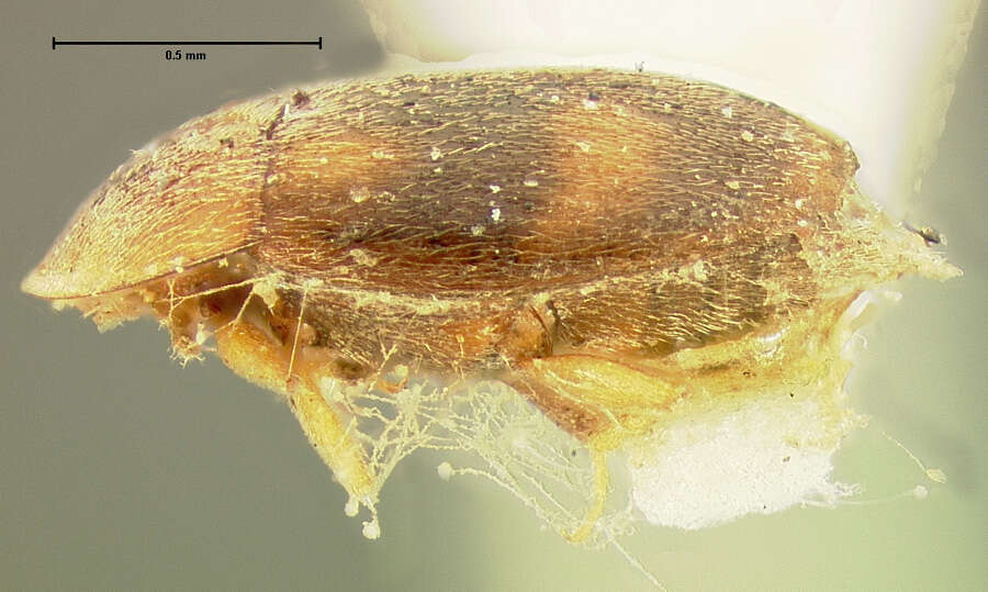 Image of Clypastraea amabilis (Le Conte 1852)