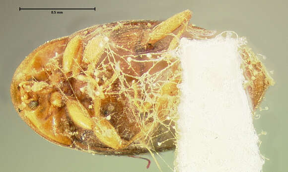 Image of Clypastraea amabilis (Le Conte 1852)