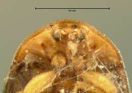 Image of Clypastraea amabilis (Le Conte 1852)