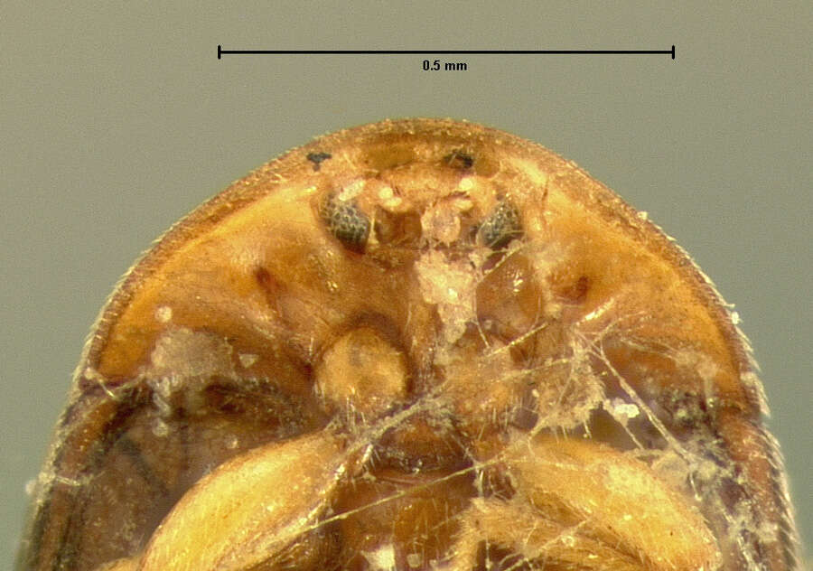 Image of Clypastraea amabilis (Le Conte 1852)