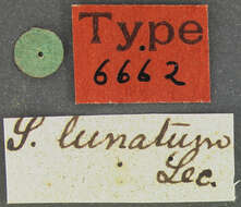 Image of Clypastraea lunata (Le Conte 1852)