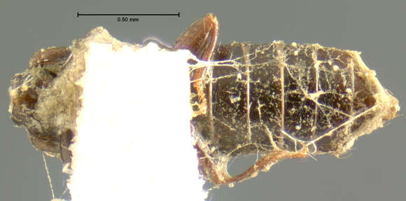 صورة Renardia nigrella (Le Conte & J. L. 1863)