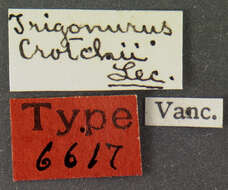 Trigonurus crotchii Le Conte & J. L. 1874 resmi