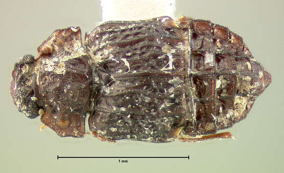 Image of Micropeplus cribratus Le Conte & J. L. 1863