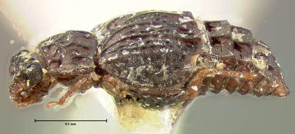 Image of Micropeplus cribratus Le Conte & J. L. 1863