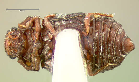 Image of Micropeplus cribratus Le Conte & J. L. 1863