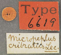 Image of Micropeplus cribratus Le Conte & J. L. 1863