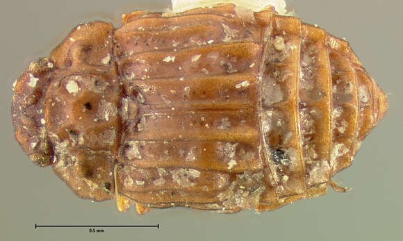 Image of Micropeplus sculptus Le Conte & J. L. 1863