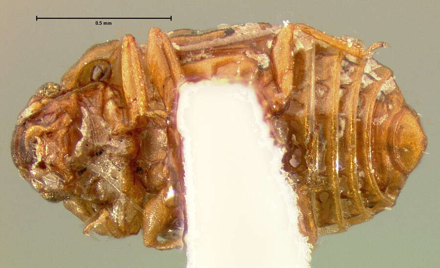 Image of Micropeplus sculptus Le Conte & J. L. 1863