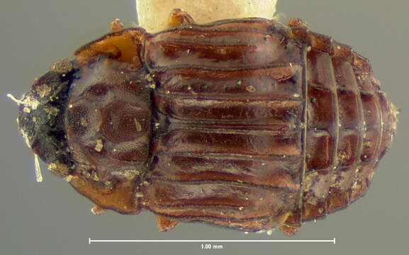 Image of Micropeplus sculptus Le Conte & J. L. 1863