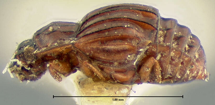 Image of Micropeplus sculptus Le Conte & J. L. 1863