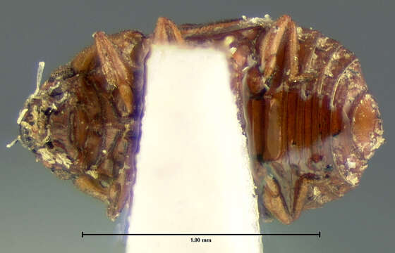 Image of Micropeplus sculptus Le Conte & J. L. 1863