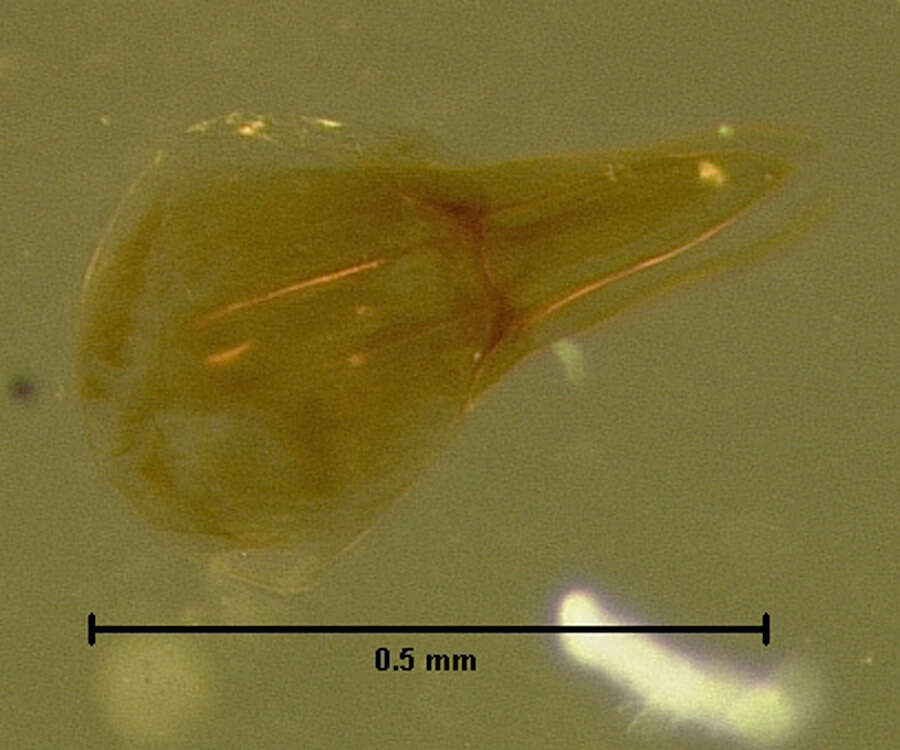 Image of Scaphisoma suturale Le Conte & J. L. 1860