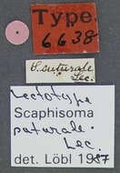 Image of Scaphisoma suturale Le Conte & J. L. 1860