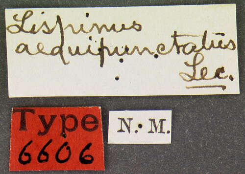 Image of Lispinus aequipunctatus Le Conte & J. L. 1868
