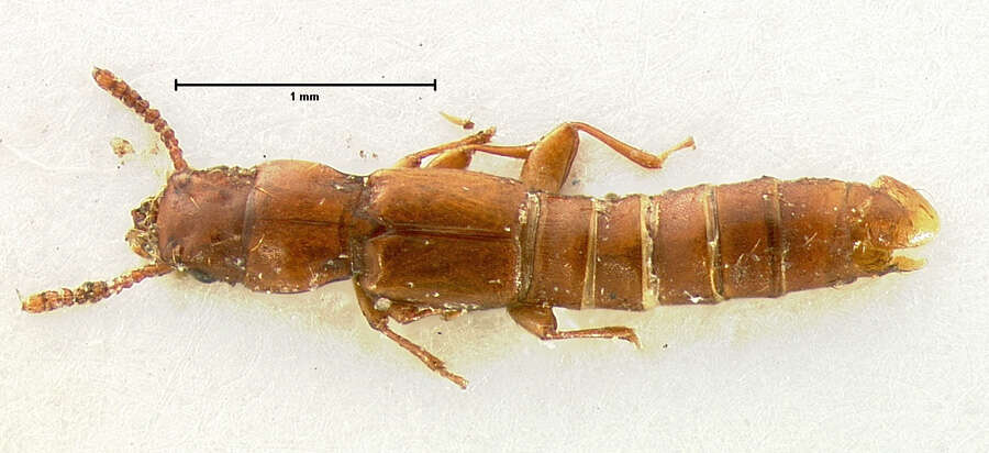 Image of Lispinus rufescens (Cameron 1950)