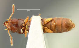 Image of Charhyphus picipennis (Le Conte & J. L. 1863)