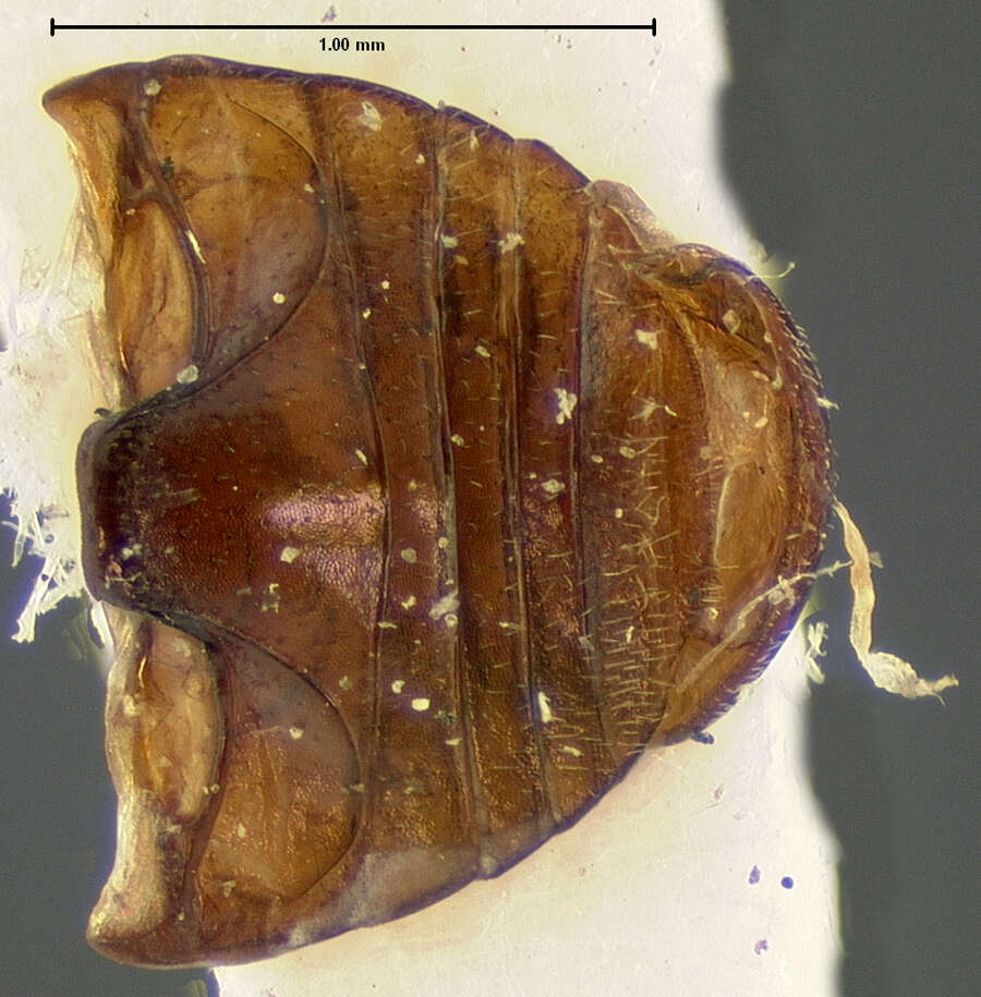 Image of <i>Hyperaspis discreta</i> Le Conte 1880