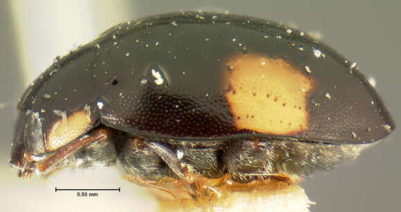 Image of Lady beetle