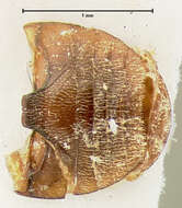 Image of Hyperaspis annexa Le Conte 1852