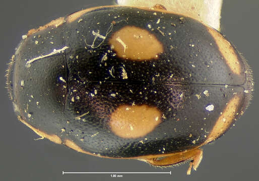 Image of Hyperaspis paludicola Schwarz 1878