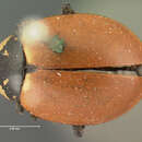Image of <i>Hippodamia punctulata</i>