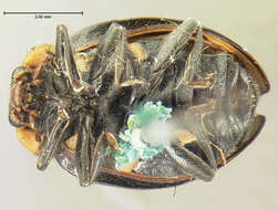 Image of Hippodamia moesta Le Conte 1854