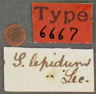Image of Clypastraea lepida (Le Conte 1852)