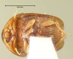 Image of Sericoderus flavidus Le Conte 1852