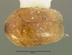 Image of Sericoderus subtilis Le Conte 1852